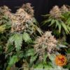 White Widow XXL Auto Feminized Seeds