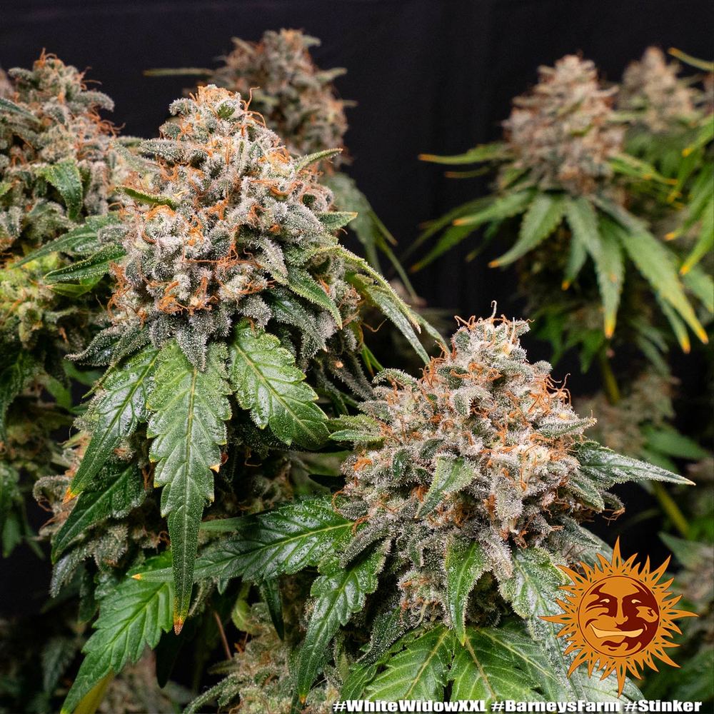 White Widow XXL Auto Feminized Seeds