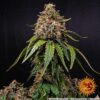 White Widow XXL Auto Feminized Seeds