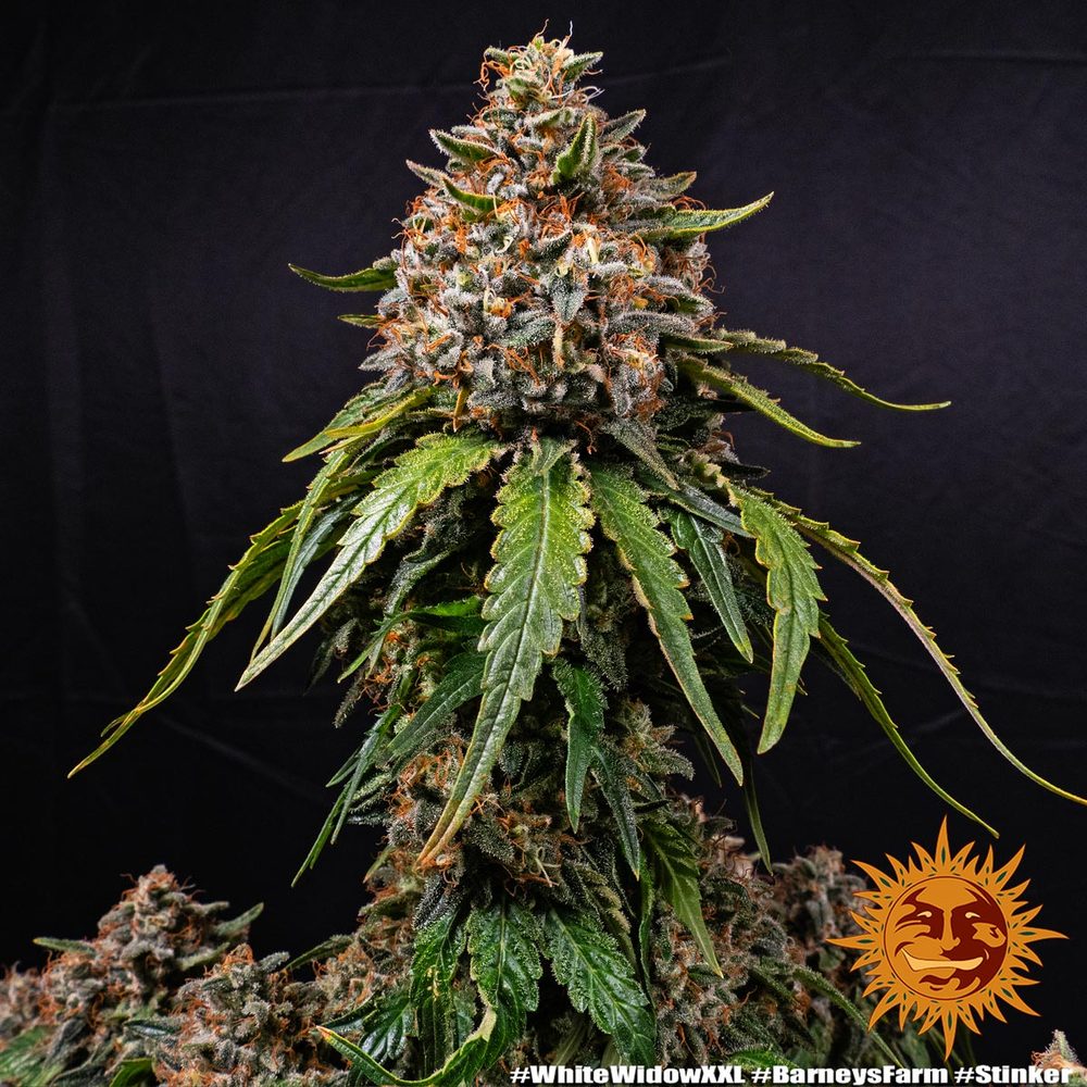 White Widow XXL Auto Feminized Seeds