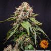 White Widow XXL Auto Feminized Seeds