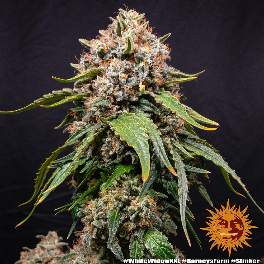 White Widow XXL Auto Feminized Seeds