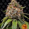 White Widow XXL Auto Feminized Seeds