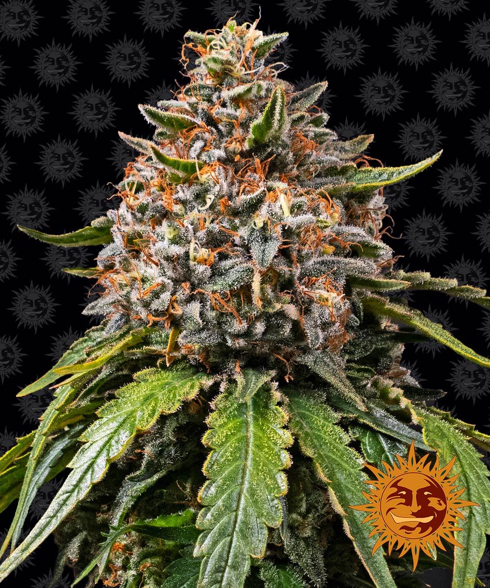 White Widow XXL Auto Feminized Seeds
