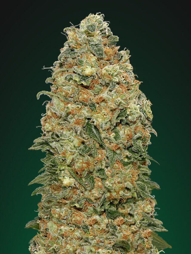 White Widow Feminized Seeds