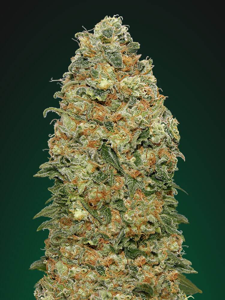 Buy White Widow Feminized Seeds by 00 Seeds in America - Stellar Seeds