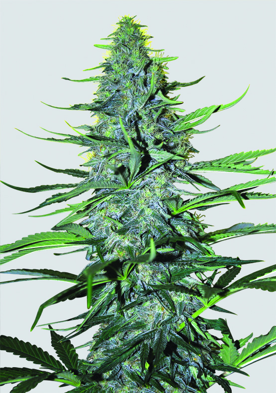 White Widow Regular Seeds