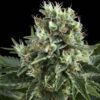 Buy Indoor Mix Feminized Seeds by Royal Queen Seeds in America - Image 2