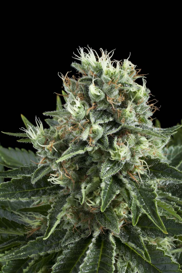 Buy Indoor Mix Feminized Seeds by Royal Queen Seeds in America - Image 2
