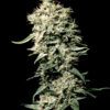Buy White Rhino Feminized Seeds by Greenhouse Seed Co. in America - Image 2