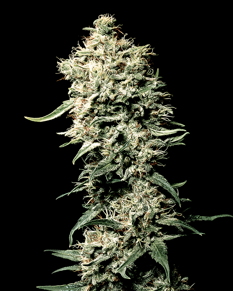 whiterhino