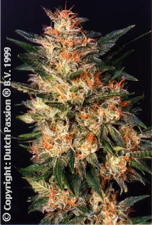 White Widow Feminized Seeds