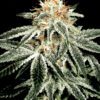 Buy White Widow Feminized Seeds by Greenhouse Seed Co. in America - Image 2