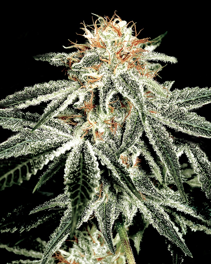 whitewidow_2