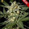 White Widow Auto Feminized Seeds