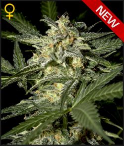 White Widow Auto Feminized Seeds