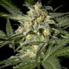 Buy White Widow Auto Feminized Seeds by Greenhouse Seed Co. in America - Image 2