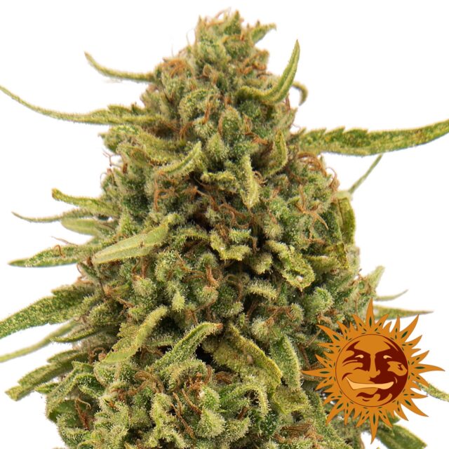 Widow Remedy Regular Seeds