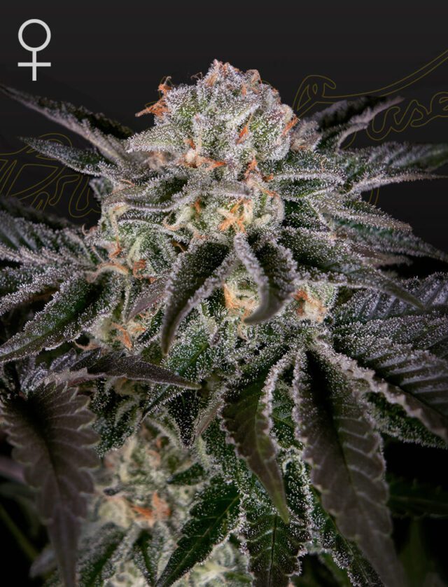 Wonder Pie Feminized Seeds