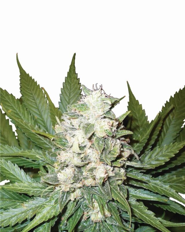 Wonder Woman Auto Feminized Seeds