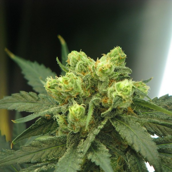 Wonder Woman Feminized Seeds