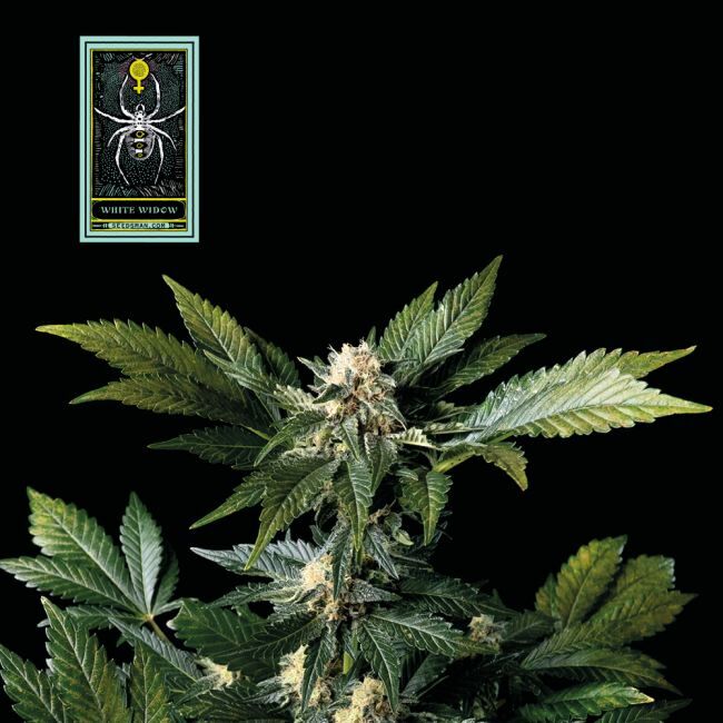 Buy White Widow Feminized Seeds By Seedsman In America Stellar Seeds   Ww19 Seed 