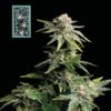 White Widow FAST Feminized Seeds