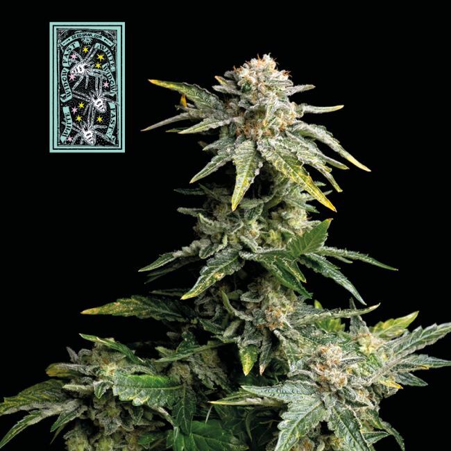 White Widow FAST Feminized Seeds