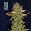 White Widow FAST Feminized Seeds