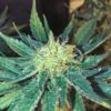 White Widow FAST Feminized Seeds