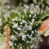 White Widow FAST Feminized Seeds