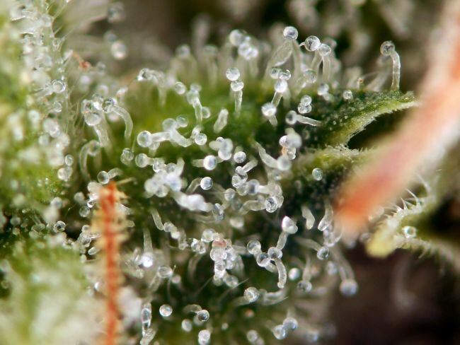 White Widow FAST Feminized Seeds