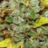 White Widow FAST Feminized Seeds