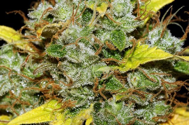 White Widow FAST Feminized Seeds