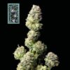 White Widow FAST Feminized Seeds