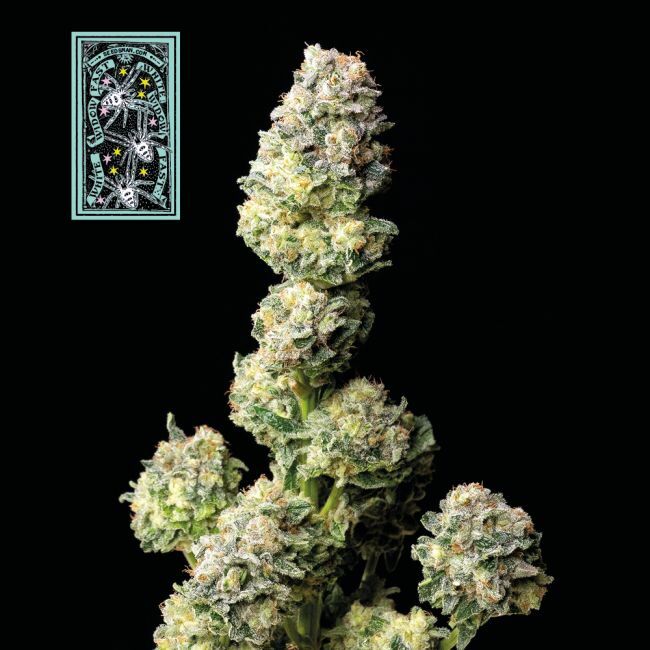 White Widow FAST Feminized Seeds