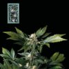 White Widow FAST Feminized Seeds