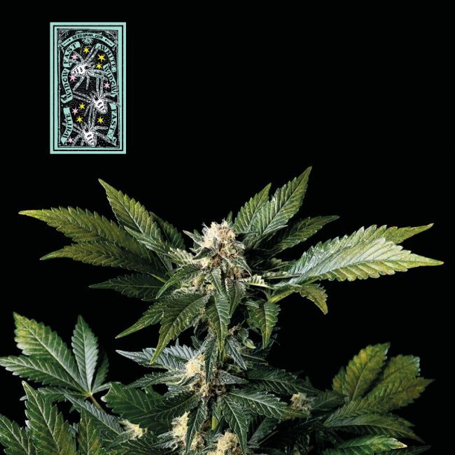 White Widow FAST Feminized Seeds