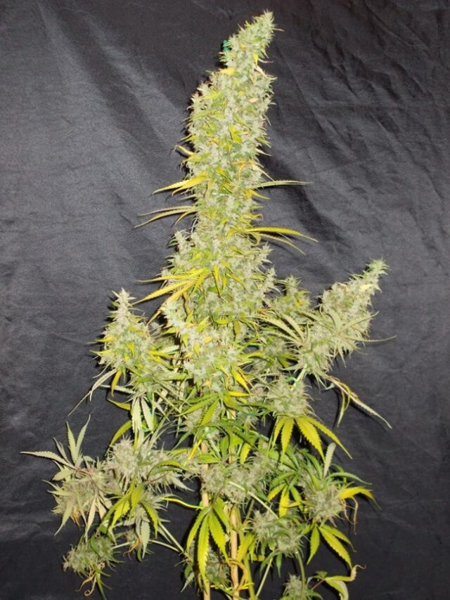 Zamaldelica Regular Seeds - Breeders Pack