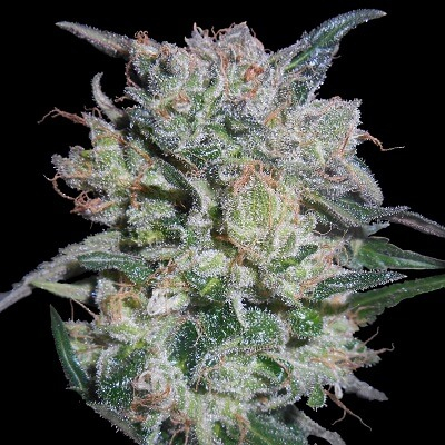 Zamaldelica x Kali China Feminized Seeds