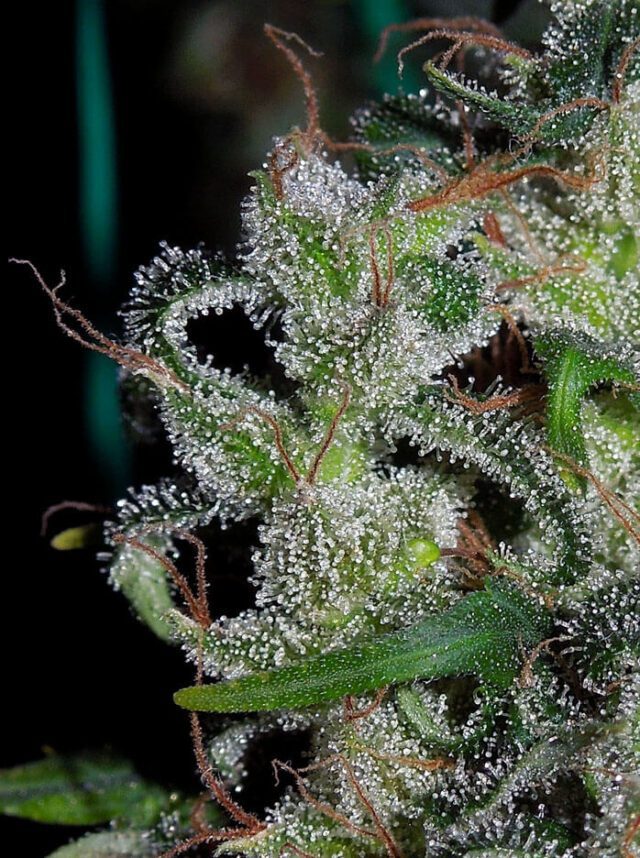 Zamaldelica Feminized Seeds