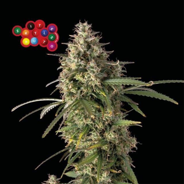 Zkittlez Auto Feminized Seeds