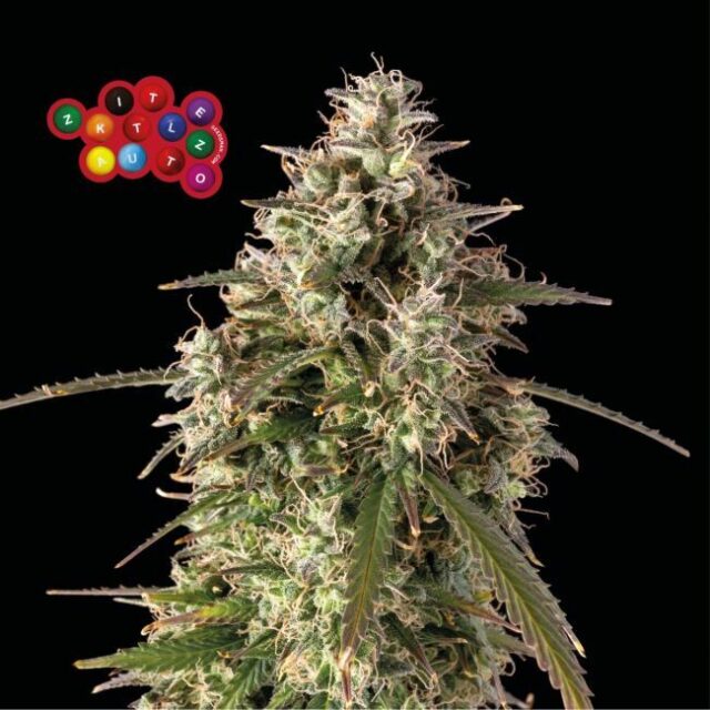 Zkittlez Auto Feminized Seeds