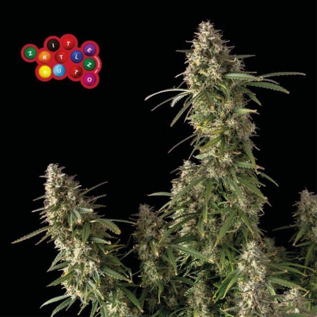 Zkittlez Auto Feminized Seeds