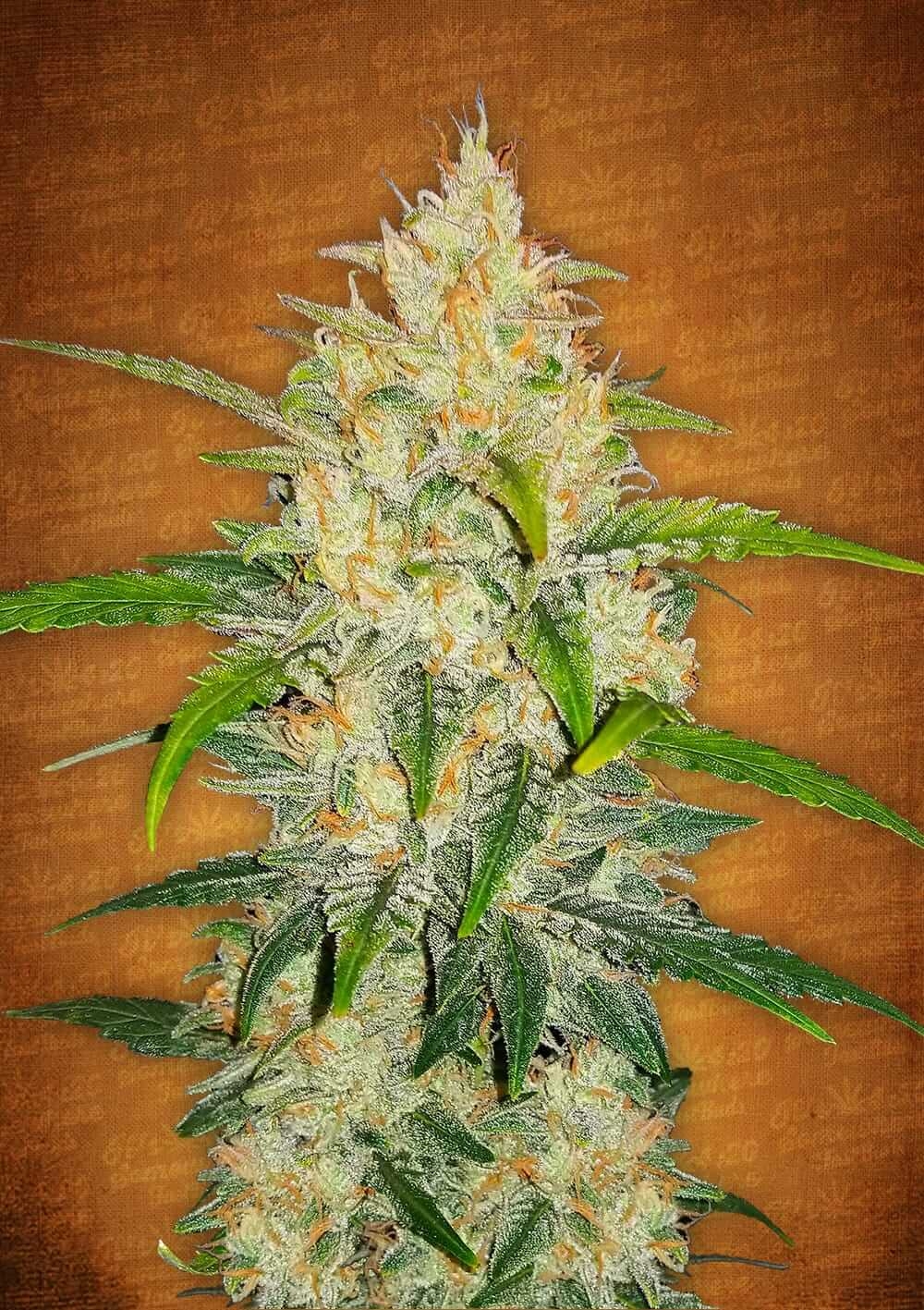 Zkittlez Auto Feminized Seeds Zkittlez Auto Feminized Seeds