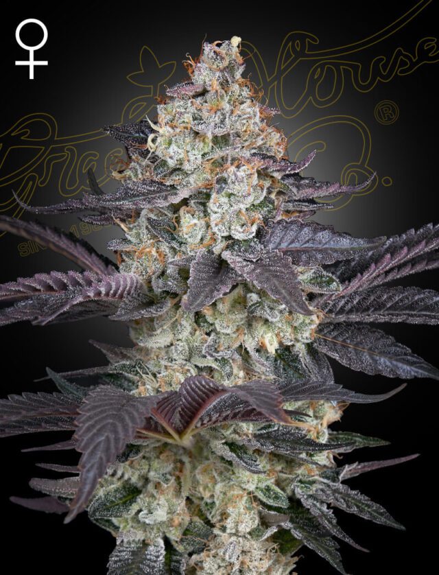 Ztrawberry Feminized Seeds