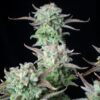 Buy Strawberry Banana Auto Feminized Seeds by FastBuds in America - Image 4