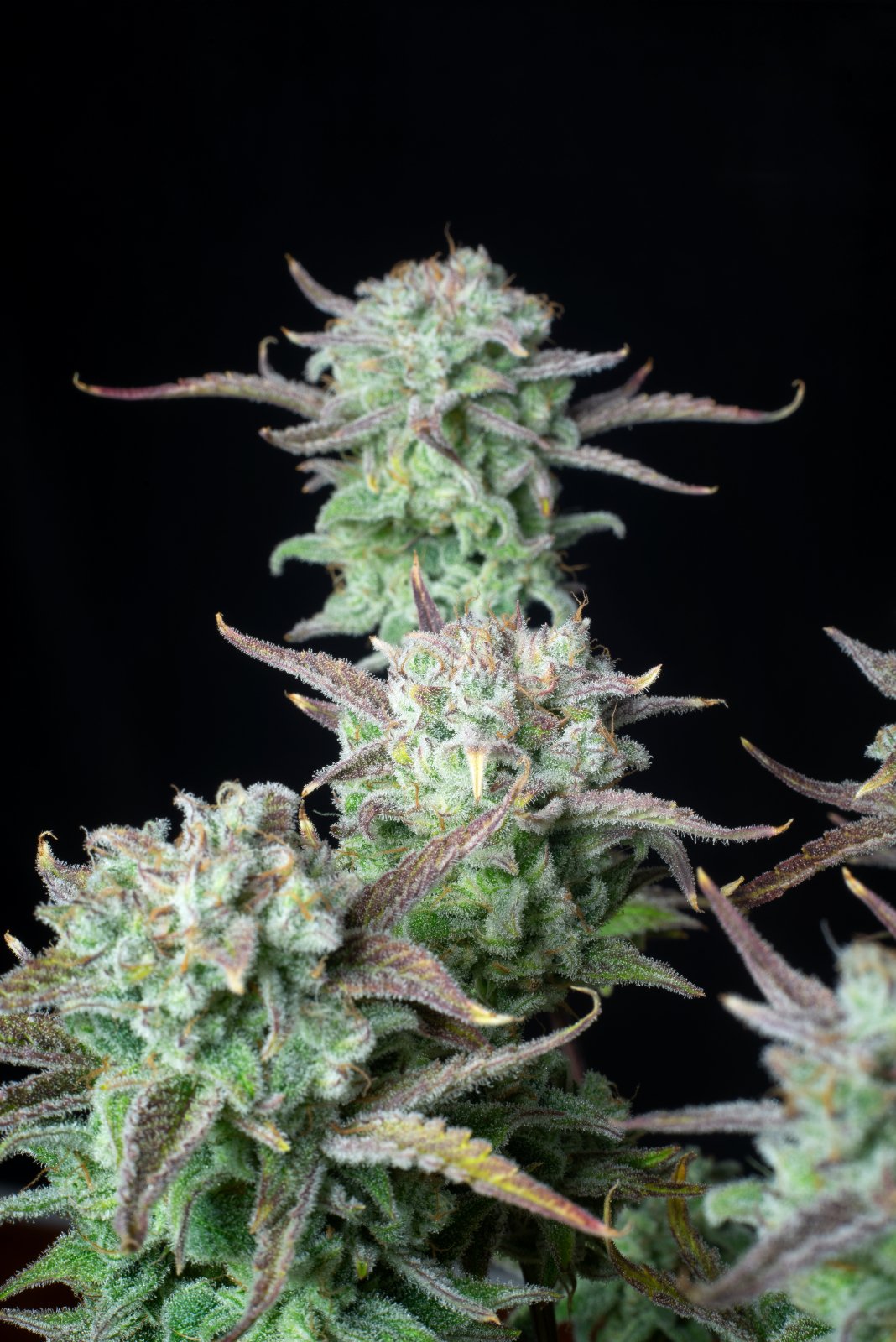 Buy Strawberry Banana Auto Feminized Seeds by FastBuds in America - Image 4