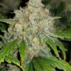 Buy Zkittlez Auto Feminized Seeds by FastBuds in America - Image 3