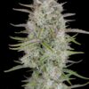 Buy Wedding Cheesecake Auto Feminized Seeds by FastBuds in America - Image 4